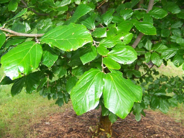 Persian Parrotia tree leaves